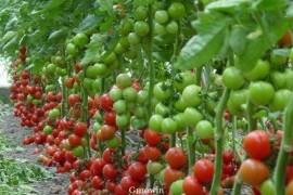 Bouquet de tomates