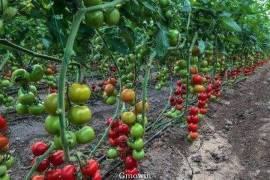 Bündel Tomaten