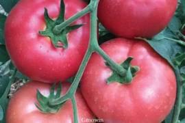 Pink Tomato