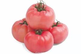 Pink Tomato