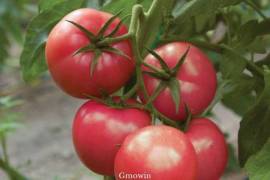 Pink Tomato