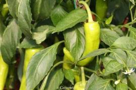 Charleston Pepper