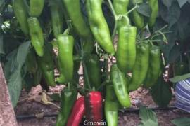 Piment vert Capia