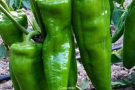 Piment vert Capia