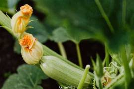 Courgette