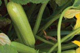 Courgette