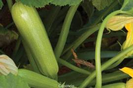 Courgette