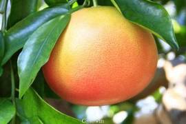 Grapefruit