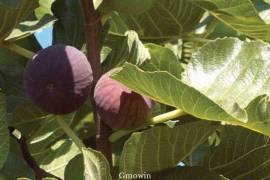 Fig